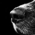 Uuring: väljaõpetatud koer tuvastab koroonahaige lõhna põhjal hetkega!