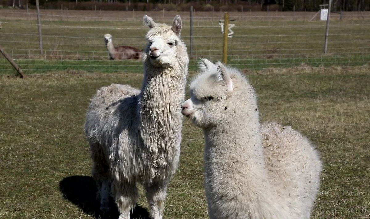Alpakafarm.