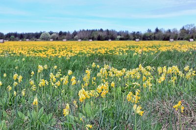 Жёлтый цвет в полях – одуванчики и первоцветы