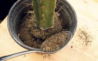 Poti suurus sõltub pigem juurestiku kui kaktuse maapealse osa suurusest.