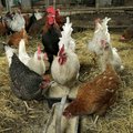 Eesti Loomakaitse Selts: Õnnelikumal kanal on tervislikumad munad
