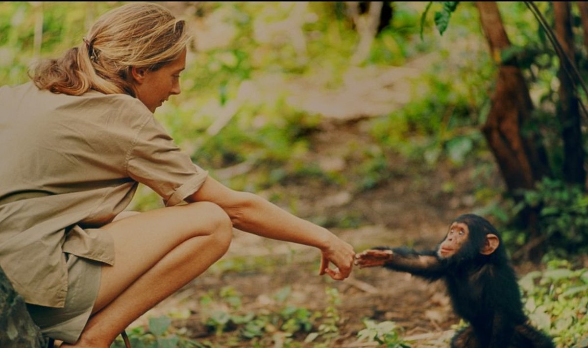 Jane Goodall ja šimpansipojake Flint, kaader dokumentaalfilmist "Jane"