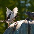 Алексей Туровский: как отпугнуть птиц, которые облюбовали ваш дом