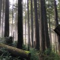 ARVAMUS | Kui vana on vana mets ja kas see seob süsinikku või heidab seda?