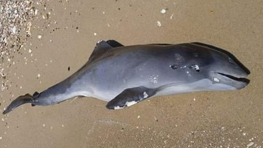 FOTOD | Ukraina sõja tõttu on Mustas meres hukkunud umbes 3000 delfiini