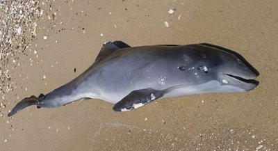 Surnud Musta mere delfiinid