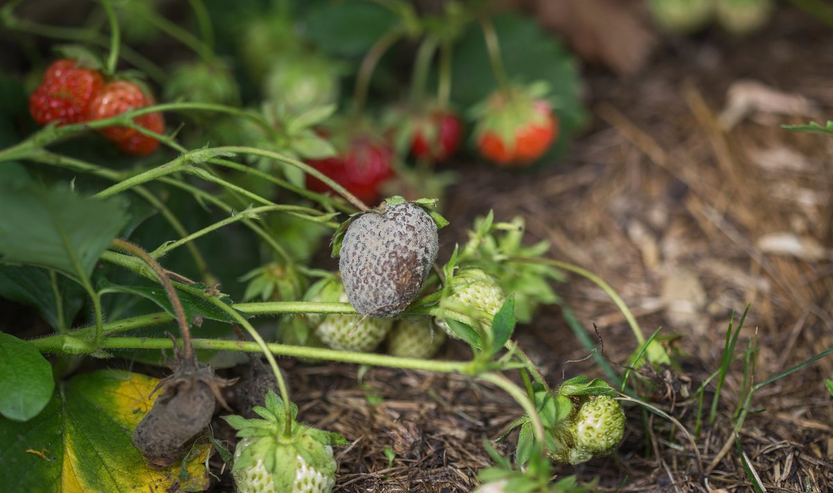 Nakatunud maasika leidmisel tuleb see kohe põõsast noppida ja põllult ära viia, et haiguse levikut pidurdada.