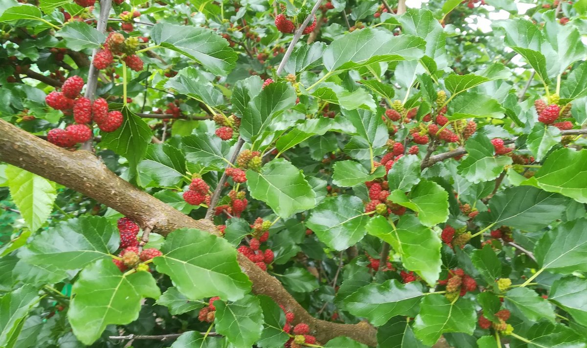 Kuressaarest saadud mooruspuu viljad värvumise alguses (6. juulil 2020).