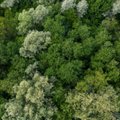 Lageraiega tehakse Eesti metsadest puhtaks? Eelmisel aastal püstitati puude istutamisel viimase kümne aasta rekord