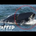 VIDEO | Sukelduja sattus vaala lõugade vahele ja jäi ellu