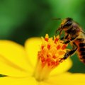 Teadlased on avastanud mesilaste massilise hukkumise põhjustaja ja olukord on arvatust halvem