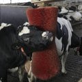Piimafarmid üle Eesti avavad täna mitmetuhandele lapsele oma uksed