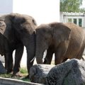 ÜRITUS | Tallinna loomaaed tähistab esmaspäeval elevandipäeva