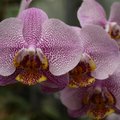 Võrgutav veenuseking ja paeluv paelking - orhideede maailm on liblikakirju