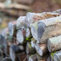 SPETSIALIST VASTAB | Kas pean luba küsima, kui tahan oma metsast küttepuid raiuda?