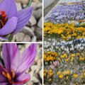 ФОТО | Весеннее великолепие: вот как цветет крупнейшая в мире коллекция крокусов