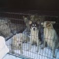 FOTOD | Näljased, parasiitidest puretud ja omavahel paaritunud - Anija vallast leiti 17-pealine koertekoloonia
