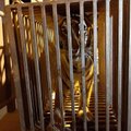 VIDEO | Sõda Ukrainas on stressirohke ka loomadele: lõvid ja tiigrid viiakse Euroopa varjupaikadesse