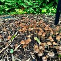 GALERII | Fotokonkursile "Näe, ma pildistasin seent!" on saabunud sadu fotosid