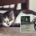 FOTOD: Kuidas läheb suvel tulvaveest päästetud unustamatul kangelasel kassipoeg Tilgal?