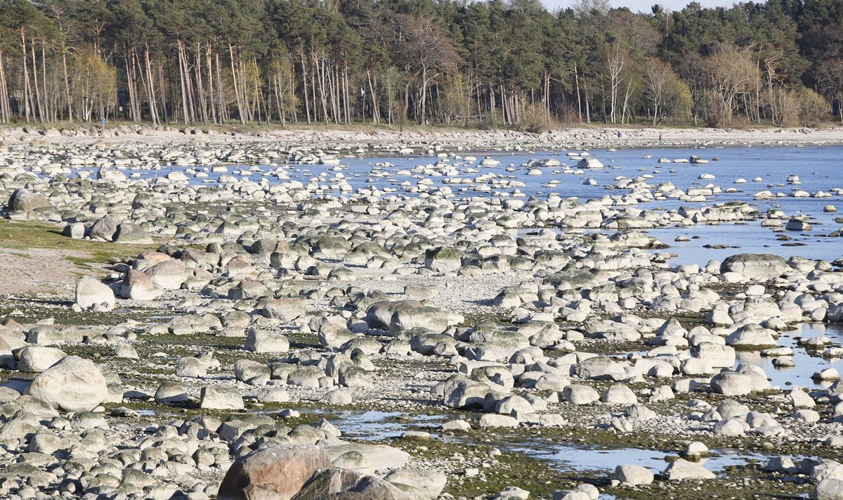 Paljudele jalutajatele tuleb üllatusena, et Pirita rannas nii palju kive on.