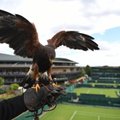 Wimbledoni „turvamees“ Rufus ei ütle ära suutäiest priskest tuvist, kuid tema lemmikroog on küülik