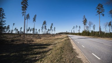 ERISAADE | Maailma riigid lubasid lõpetada metsade hävitamise. Kas lageraietega on nüüd ka Eestis lõpp?
