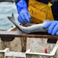 Kalurid on pahased. Peaminister müüs Brexiti kokkuleppega Ühendkuningriigi kalavarud maha