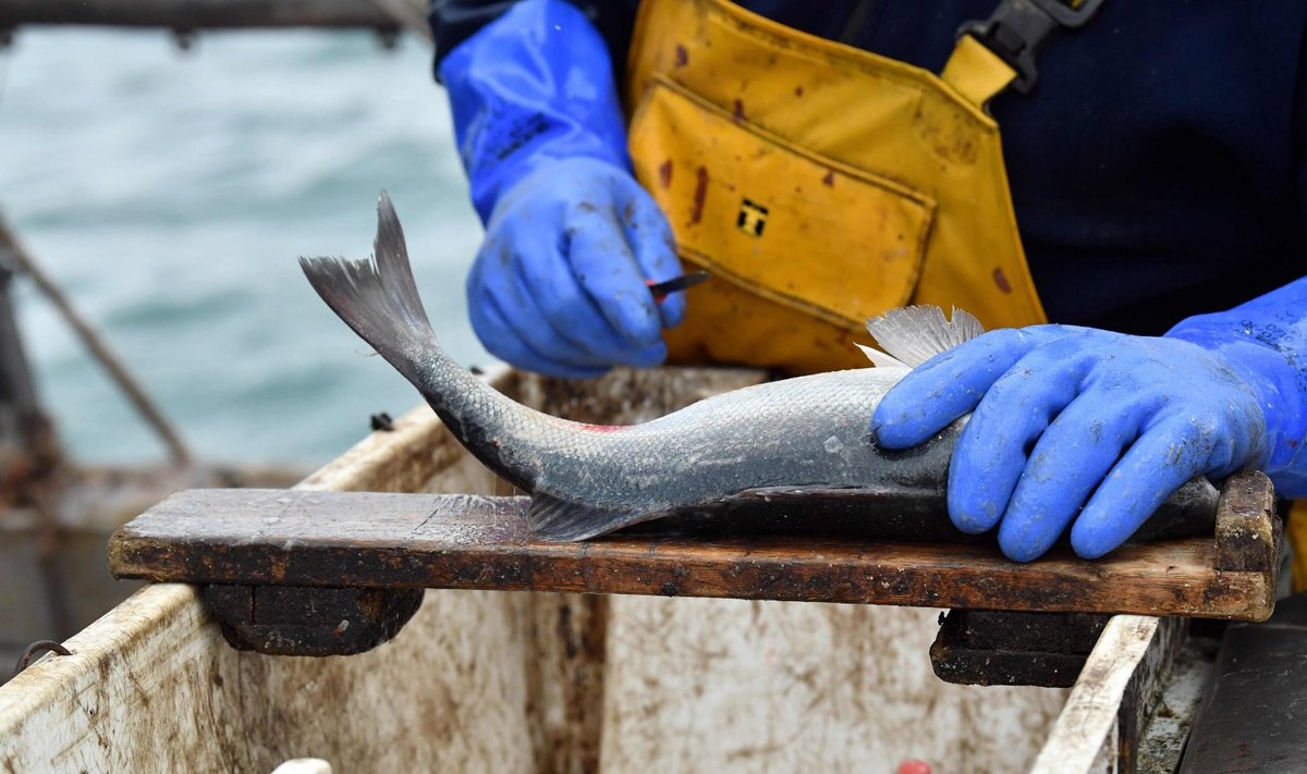 EL kalurid võivad ka edaspidi Suurbritannia vetes kalastada