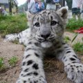 Kurb uudis loomaaiast: lumeleopard Deli üks kutsikas suri