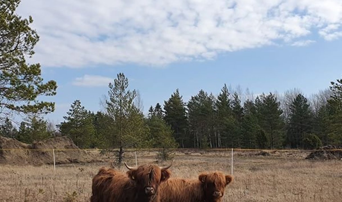 Kuke küla mägiveised