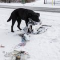 „Одежда порвана, руки и ноги в крови“, — почтальон сунул посылку собаке в пасть и побежал к машине