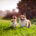 PANE TÄHELE | Kasside ja koerte marutaudivastane vaktsineerimine muutus taas kohustuslikuks!
