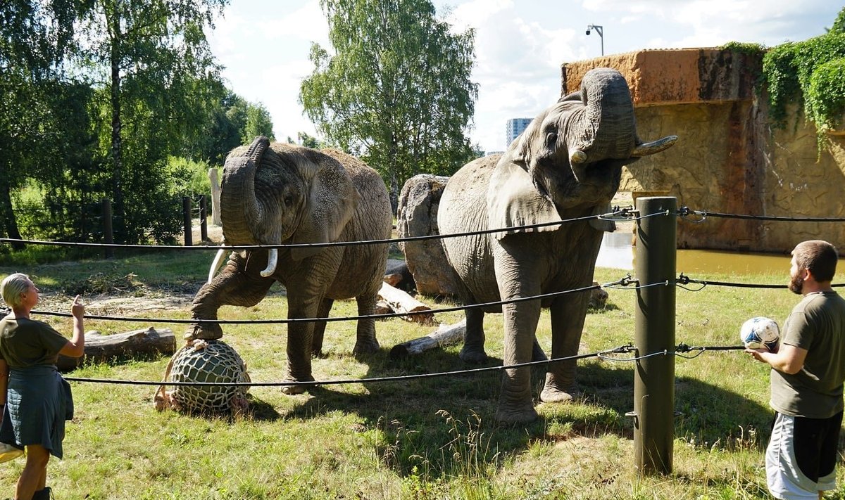 12. augustil toimub rahvusvaheline elevandipäev