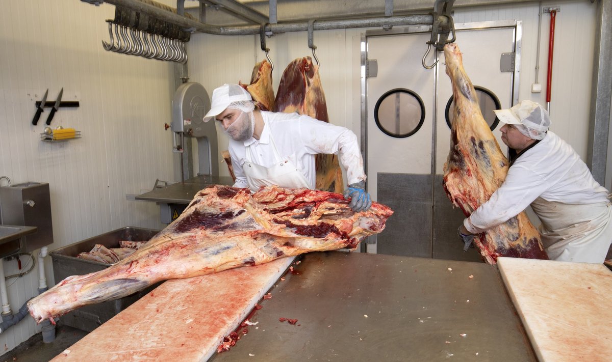 На скотобойне и в цехе разделки мяса Märjamaa Lihatööstus работа еще идет полным ходом. 
