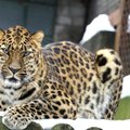 VIDEO: Tallinna loomaaias sündinud amuuri leopard Hasan asus teele uude koju