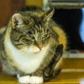 KODULEIDJA: Tagasihoidlik kass Itti otsib võimalust hiilida kellegi südamesse