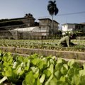 Kuuba farmeritel lubatakse toodangut otse hotellidele müüa