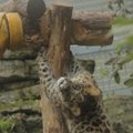 Vaata, kuida leopardikutsikas Baruto uut kiike uudistab