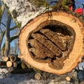 FOTOD | Haruldane leid Saaremaal: arborist Heiki Hanso leidis erilise „mesipuu“