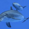 Mida delfiinid kõnelevad? Ilmub National Geographic Eesti mainumber