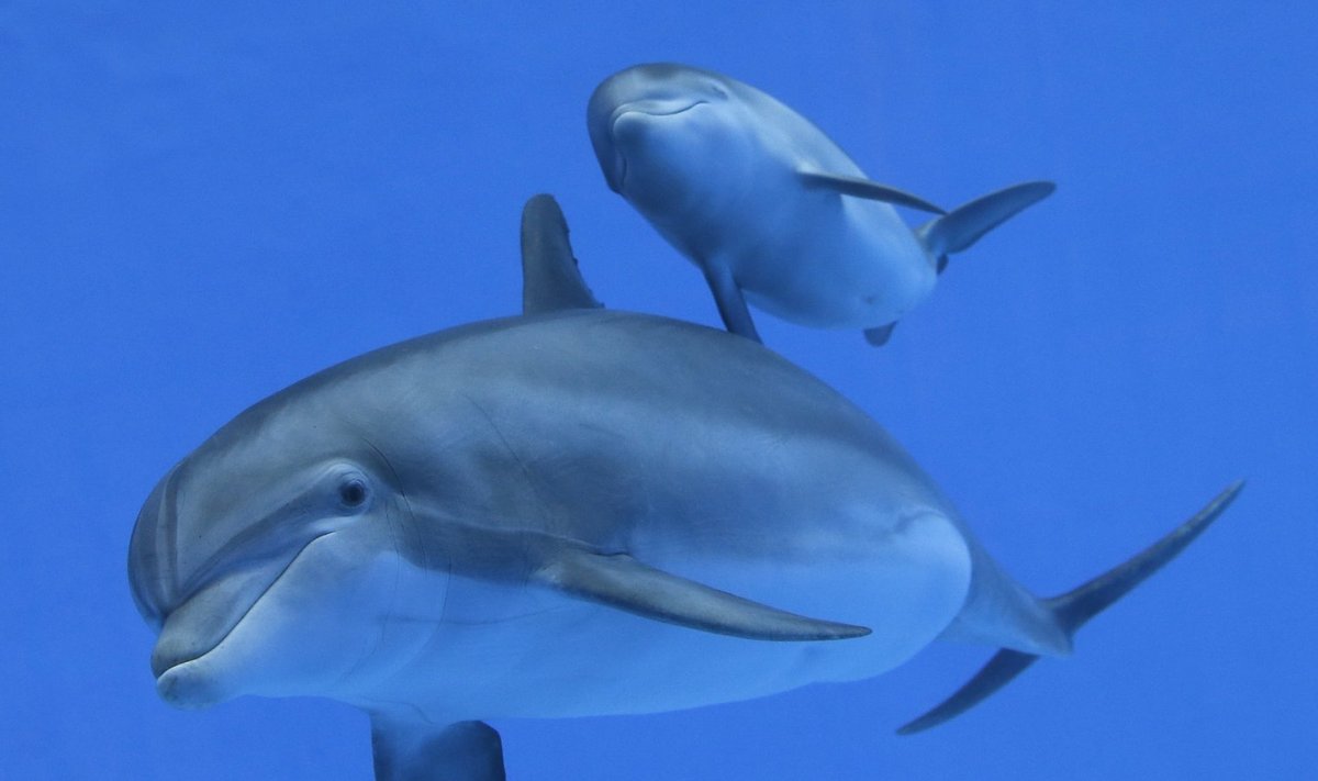 Delfiiniema ja delfiinivasikas