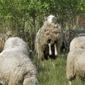 Sel nädalal Hispaanias: ela lammaste keskel nagu tõeline lambakarjus!
