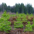 Tänavu arvestatakse riigimetsas uuenenuks ligi 10 000 hektarit metsa