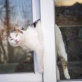 Ettevaatust! Tuulutusasendisse jäetud aken või lahtine rõduuks võib kassile saatuslikuks saada