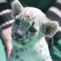 Seninägematud kaadrid Tallinna loomaaia lumeleopardipätakatest