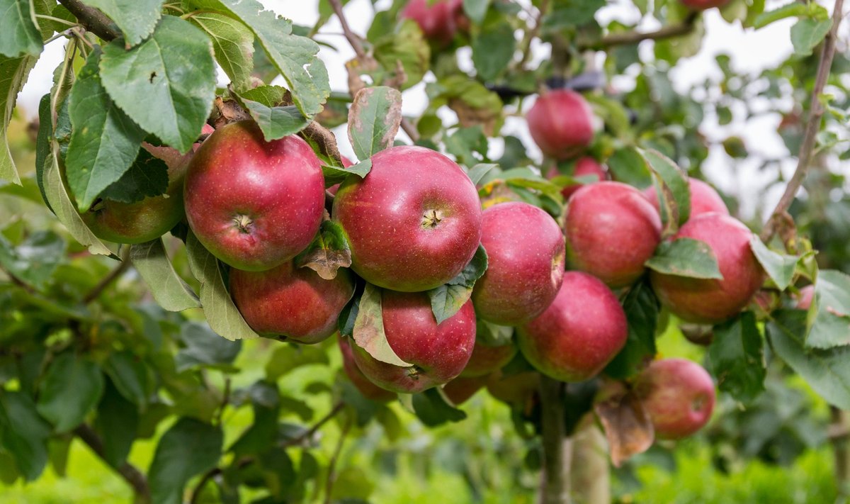 Eestiski kasvavad mitmed õunasordid, mis säilivad talvel hästi ja maitsevad importõuntest paremini.