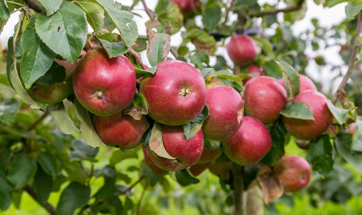 E-poest õunapuu taimi tellides tuleb jälgida, et neil oleks olemas taimepass