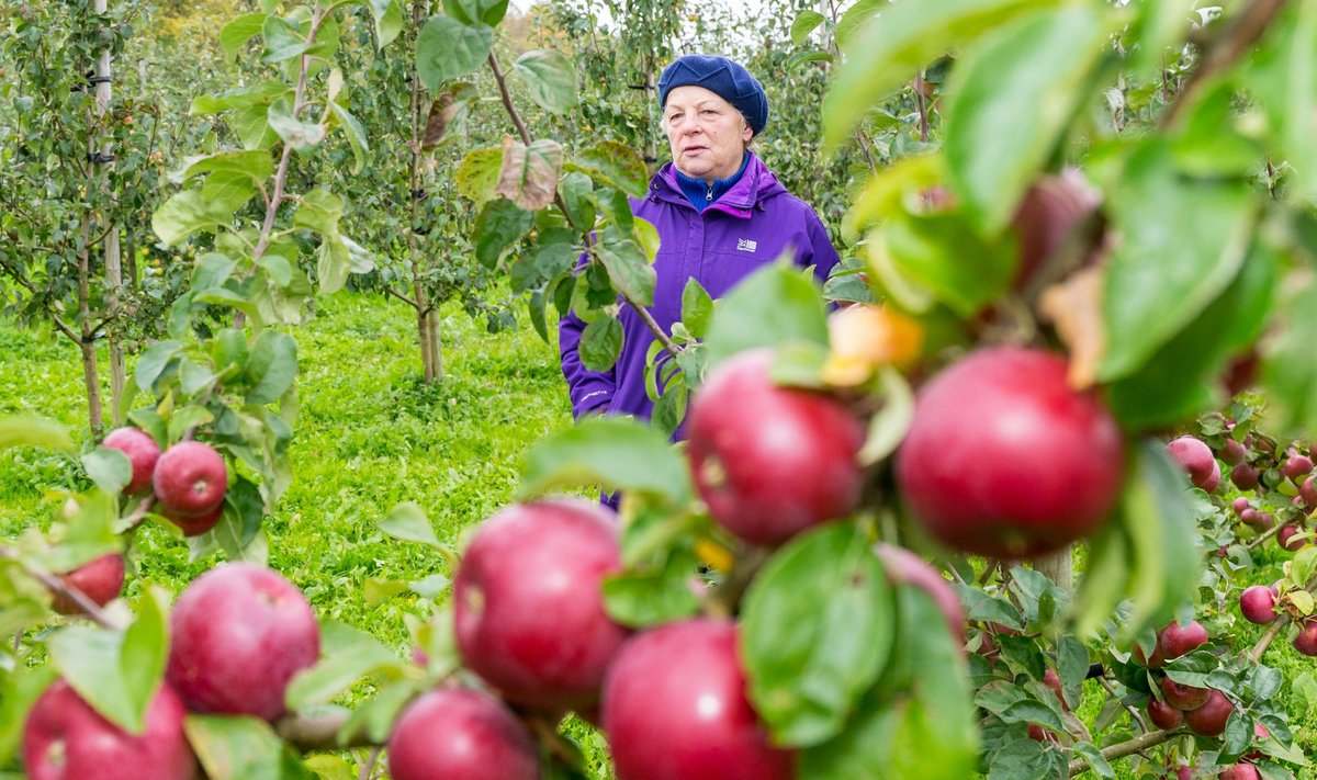 “See ei vasta tõele, et Eestis ei saa kasvatada ilusat punast õuna,” ütleb TÜ Vasula Aed juhataja Imbi Rohejärv ‘Alesja’ sorti puu juures.