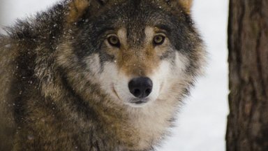 Eesti loomakaitsjad pragavad põhjanaabritega huntide tapmise pärast